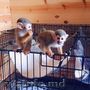 maimuțe masculi și femele de adopție/vânzare