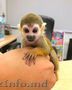  mini maimuță pentru adopție/vânzare gratuită